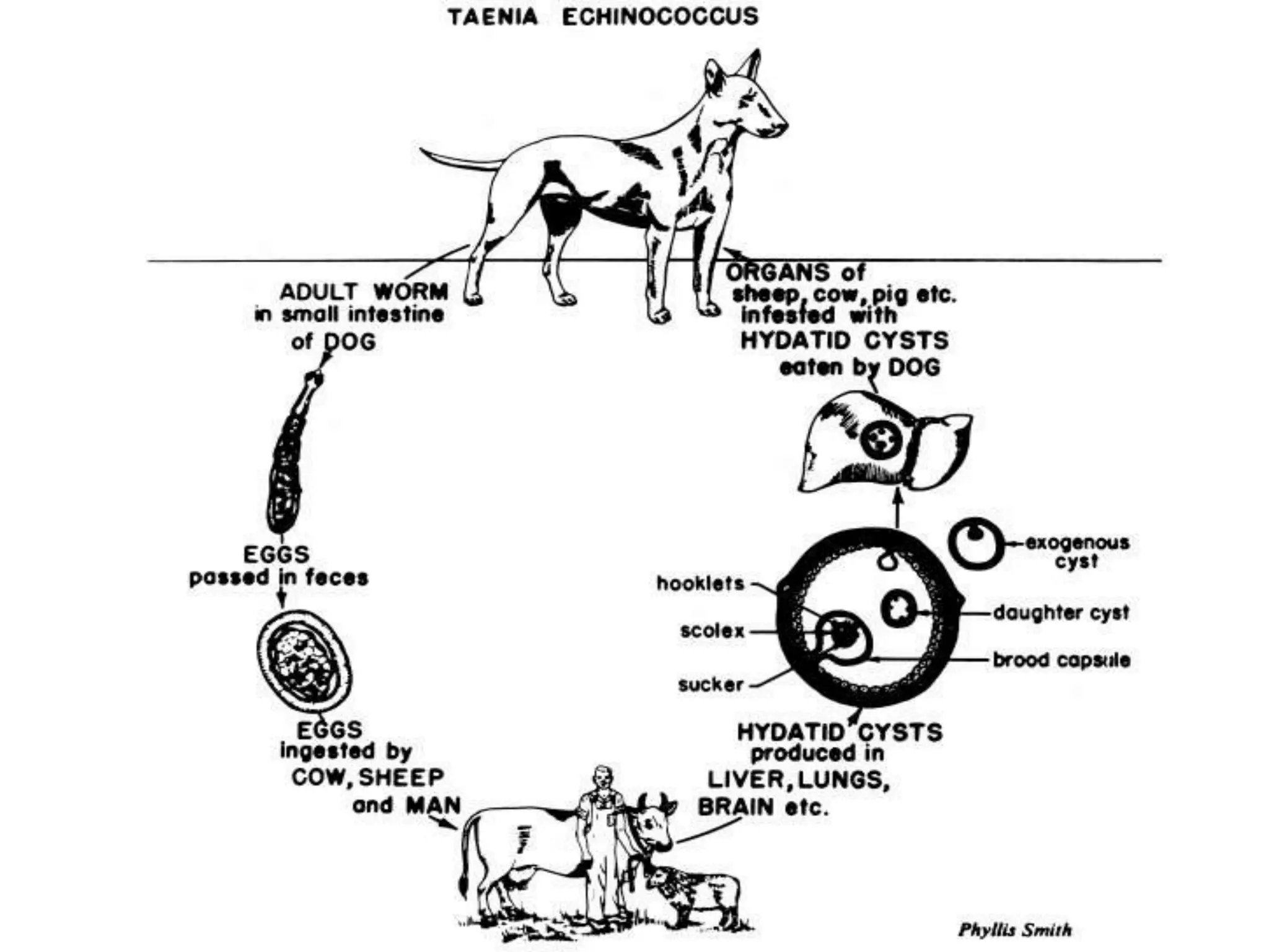 Carnes de embutidos inofensivas (6.7% sal).