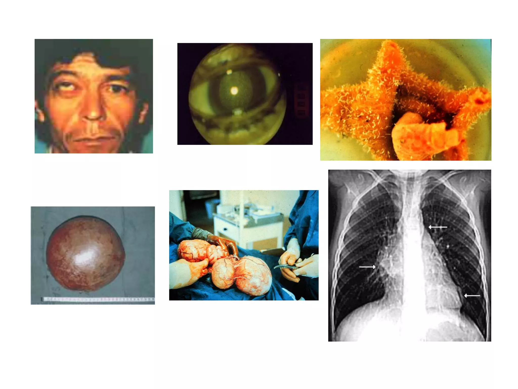  A temperatura ambiente, la vitalidad es muy larga; muere a los 42 días aprox.