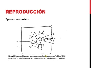 Cestodos | PPTX