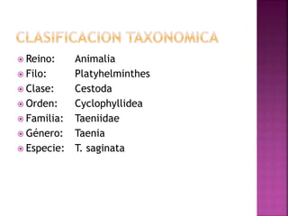  Reino: Animalia
 Filo: Platyhelminthes
 Clase: Cestoda
 Orden: Cyclophyllidea
 Familia: Taeniidae
 Género: Taenia
 Especie: T. saginata
 