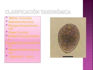  Reino :Animalia
 Subreino:Metazoa
 Phylum:Platyhelmint
hes
 Clase:Cestoda
 Orden:Pseudophyllida
e
Familia:Diphyllobothriid
ae
 Género:Diphyllobothr
ium
 Especie:D. latum
 