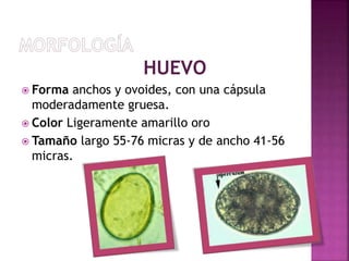 HUEVO
 Forma anchos y ovoides, con una cápsula
moderadamente gruesa.
 Color Ligeramente amarillo oro
 Tamaño largo 55-76 micras y de ancho 41-56
micras.
 