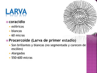  coracidio
 esféricos
 blancas
 60 micras
 Procercoide (Larva de primer estadio)
 Son brillantes y blancas (no segmentada y carecen de
escólex)
 Alargadas
 550-600 micras
 