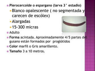  Plerocercoide o espargano (larva 3° estadio)
 Blanco opalescente ( no segmentada y
carecen de escólex)
 Alargadas
 15-300 micras
 Adulto
 Forma acintada. Aproximadamente 4/5 partes del
gusano están formados por proglótidos
 Color marfil o Gris amarillento.
 Tamaño 3 a 10 metros.
 