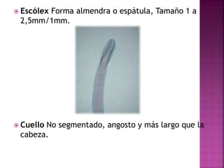  Escólex Forma almendra o espátula, Tamaño 1 a
2,5mm/1mm.
 Cuello No segmentado, angosto y más largo que la
cabeza.
 