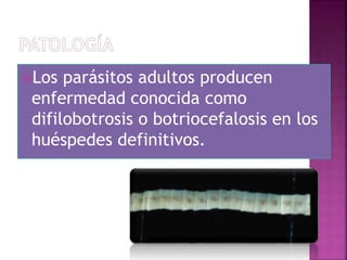 Los parásitos adultos producen
enfermedad conocida como
difilobotrosis o botriocefalosis en los
huéspedes definitivos.
 