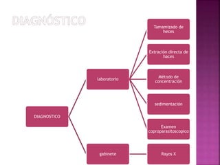 DIAGNOSTICO
laboratorio
Tamamizado de
heces
Extración directa de
haces
Método de
concentración
sedimentación
Examen
coproparasitoscopico
gabinete Rayos X
 