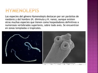Las especies del género Hymenolepis destacan por ser parásitos de
roedores y del hombre (H. diminuta y H. nana), aunque existen
otras muchas especies que tienen como hospedadores definitivos a
numerosos vertebrados superiores, sobre todo aves. Se encuentran
en zonas templadas o tropicales.
 