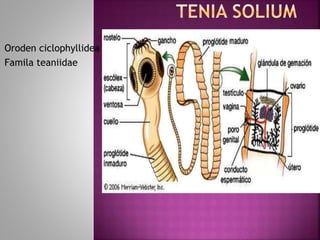 Oroden ciclophyllidea
Famila teaniidae
 