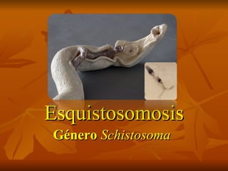Esquistosomosis Género  Schistosoma   