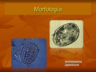Morfología Schistosoma japonicum 