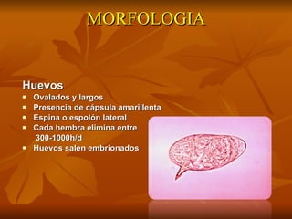 MORFOLOGIA Huevos Ovalados y largos Presencia de c ápsula amarillenta Espina o espolón lateral Cada hembra elimina entre   300-1000h/d Huevos salen embrionados 