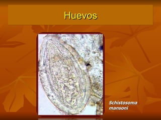 Huevos Schistosoma mansoni 