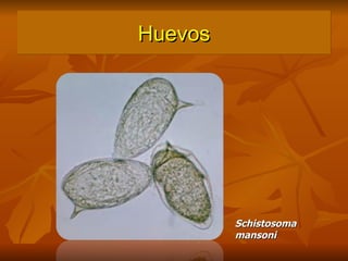 Huevos Schistosoma mansoni 