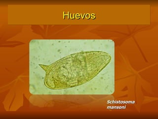 Huevos Schistosoma mansoni 