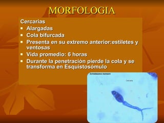 MORFOLOGIA Cercarias Alargadas Cola bifurcada Presenta en su extremo anterior:estiletes y ventosas Vida promedio: 6 horas Durante la penetraci ón pierde la cola y se transforma en Esquistosómulo  
