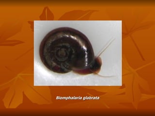 Biomphalaria glabrata 