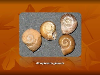 Biomphalaria glabrata 