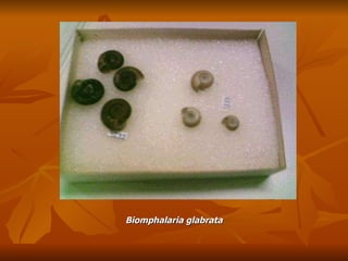 Biomphalaria glabrata 