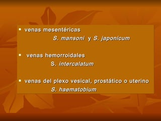 venas mesentéricas   S. mansoni   y  S. japonicum venas hemorroidales  S.  intercalatum venas del plexo vesical, prostático o uterino  S. haematobium 