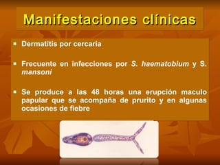 Manifestaciones clínicas Dermatitis por cercaria  Frecuente en infecciones por  S. haematobium  y S . mansoni Se produce a las 48 horas una erupción maculo papular que se acompaña de prurito y en algunas ocasiones de fiebre   