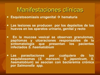 Manifestaciones clínicas Esquistosomiasis urogenital    hematuria Las lesiones se producen  por los depósitos de los huevos en los aparatos urinario, genital y recto En la mucosa vesical se observan granulomas, papilomas y ulceraciones responsables de la sintomatología que presentan los pacientes infectados  S. haematobium Las parasitaciones por cualquiera de los esquistosomas ( S. mansoni ,  S. japonicum ,  S. haematobium ) se asocian con bacteremia crónica por  Salmonella   spp. 