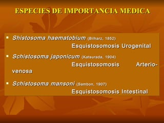 Shistosoma haematobium   (Bilharz, 1852)   Esquistosomosis Urogenital Schistosoma japonicum   (Katsurada, 1904)   Esquistosomosis Arterio-venosa Schistosoma mansoni   (Sambon, 1907)   Esquistosomosis Intestinal ESPECIES DE IMPORTANCIA MEDICA 