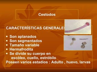 Cestodos CARACTERÍSTICAS GENERALES Son aplanados Son segmentados Tamaño variable Hermafrodita Se divide su cuerpo en escòlex, cuello, estróbilo Poseen varios estadios : Adulto , huevo, larvas 