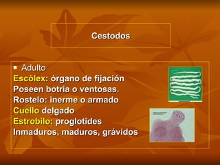 Cestodos Adulto Escòlex : órgano de fijación Poseen botria o ventosas. Rostelo: inerme o armado Cuello  delgado Estrobilo : proglotides Inmaduros, maduros, grávidos 