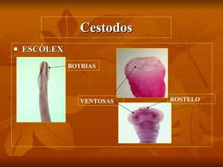 Cestodos ESCÒLEX BOTRIAS VENTOSAS ROSTELO 