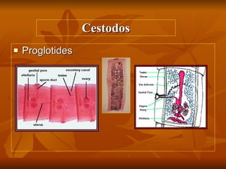 Cestodos Proglotides 