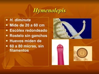 Hymenolepis H. diminuta Mide de 20 a 60 cm Escòlex redondeado Rostelo sin ganchos Huevos miden de 60 a 80 micras, sin filamentos 