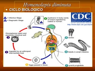 Hymenolepis diminuta CICLO BIOLOGICO 