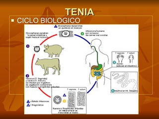 TENIA CICLO BIOLOGICO 