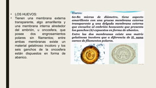 • LOS HUEVOS:
• Tienen una membrana externa
transparente, algo amarillenta y
una membrana interna alrededor
del embrión, u oncosfera, que
posee dos engrosamientos
polares sin filamentos; entre
ambas membranas existe un
material gelatinoso incoloro y los
seis ganchos de la oncosfera
están dispuestos en forma de
abanico.
 