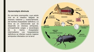 Hymenolepis diminuta
Es una tenia cosmopolita, cuyo adulto
vive en el intestino delgado de
diversos roedores y, ocasionalmente,
del hombre (hospedador definitivo). La
larva es un cisticercoide que se
desarrolla en diversos artrópodos,
principalmente pulgas y escarabajos
de la harina (hospedador
intermediario). Los hospedadores
definitivos se infectan cuando ingieren
artrópodos infectados con la larva
 