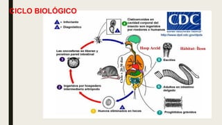 CICLO BIOLÓGICO
 