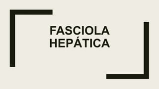 FASCIOLA
HEPÁTICA
 