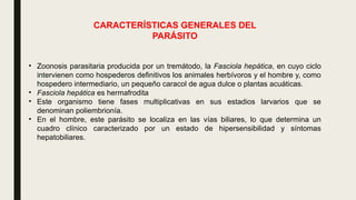• Zoonosis parasitaria producida por un tremátodo, la Fasciola hepática, en cuyo ciclo
intervienen como hospederos definitivos los animales herbívoros y el hombre y, como
hospedero intermediario, un pequeño caracol de agua dulce o plantas acuáticas.
• Fasciola hepática es hermafrodita
• Este organismo tiene fases multiplicativas en sus estadios larvarios que se
denominan poliembrionía.
• En el hombre, este parásito se localiza en las vías biliares, lo que determina un
cuadro clínico caracterizado por un estado de hipersensibilidad y síntomas
hepatobiliares.
CARACTERÍSTICAS GENERALES DEL
PARÁSITO
 