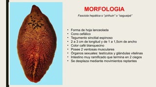 MORFOLOGIA
Fasciola hepática o “pirihuin” o “saguaipé”
• Forma de hoja lanceolada
• Cono cefálico
• Tegumento sincitial espinoso
• 2 a 3 cm de longitud y de 1 a 1,5cm de ancho
• Color café blanquecino
• Posee 2 ventosas musculares
• Órganos sexuales: testículos y glándulas vitelinas
• Intestino muy ramificado que termina en 2 ciegos
• Se desplaza mediante movimientos reptantes
 