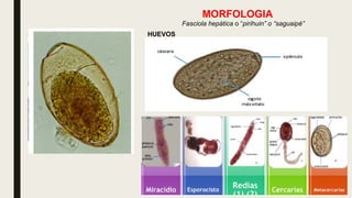 MORFOLOGIA
Fasciola hepática o “pirihuin” o “saguaipé”
HUEVOS
• Forma elíptica
• De 150um
• Color pardo amarillento ya qu eestán impresgnados de
pigmentos biliares
• Tienen un opérculo visible en uno de sus polos
• Pueden caer al agua con sustancias orgánicas en
descomposición
• Según la temperatura (10 a 30°C) de 2 a 3 semanas dan
origen a un primer estadío larval, el miracidio
 