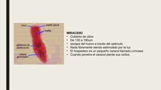 MIRACIDIO
• Cubierto de cilios
• De 130 a 180um
• escapa del huevo a través del opérculo
• Nada libremente siendo estimulado por la luz
• El hospedero es un pequeño caracol llamado Limnaea
• Cuando penetra el caracol pierde sus ciclios.
 