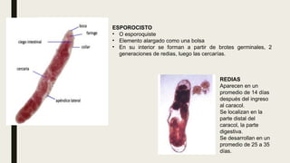 ESPOROCISTO
• O esporoquiste
• Elemento alargado como una bolsa
• En su interior se forman a partir de brotes germinales, 2
generaciones de redias, luego las cercarías.
REDIAS
Aparecen en un
promedio de 14 días
después del ingreso
al caracol.
Se localizan en la
parte distal del
caracol, la parte
digestiva.
Se desarrollan en un
promedio de 25 a 35
días.
 