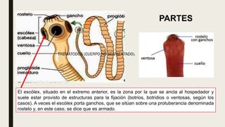 TREMÁTODOS (CUERPO NO SEGMENTADO).
El escólex, situado en el extremo anterior, es la zona por la que se ancla al hospedador y
suele estar provisto de estructuras para la fijación (botrios, botridios o ventosas, según los
casos). A veces el escólex porta ganchos, que se sitúan sobre una protuberancia denominada
rostelo y, en este caso, se dice que es armado.
PARTES
 