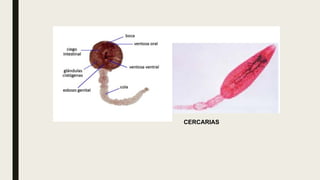 CERCARIAS
 