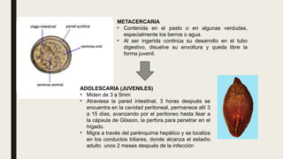 METACERCARIA
• Contenida en el pasto o en algunas verdudas,
especialmente los berros o agua.
• Al ser ingerida continúa su desarrollo en el tubo
digestivo, disuelve su envoltura y queda libre la
forma juvenil.
ADOLESCARIA (JUVENILES)
• Miden de 3 a 5mm
• Atraviesa la pared intestinal, 3 horas después se
encuentra en la cavidad peritoneal, permanece allí 3
a 15 días, avanzando por el peritoneo hasta llear a
la cápsula de Glisson, la perfora para penetrar en el
hígado.
• Migra a través del parénquima hepático y se localiza
en los conductos biliares, donde alcanza el estadío
adulto unos 2 meses después de la infección
 