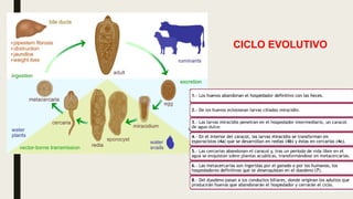 CICLO EVOLUTIVO
 