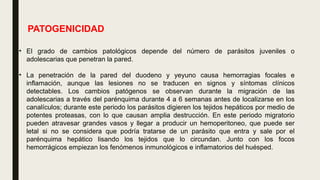PATOGENICIDAD
• El grado de cambios patológicos depende del número de parásitos juveniles o
adolescarias que penetran la pared.
• La penetración de la pared del duodeno y yeyuno causa hemorragias focales e
inflamación, aunque las lesiones no se traducen en signos y síntomas clínicos
detectables. Los cambios patógenos se observan durante la migración de las
adolescarias a través del parénquima durante 4 a 6 semanas antes de localizarse en los
canalículos; durante este periodo los parásitos digieren los tejidos hepáticos por medio de
potentes proteasas, con lo que causan amplia destrucción. En este periodo migratorio
pueden atravesar grandes vasos y llegar a producir un hemoperitoneo, que puede ser
letal si no se considera que podría tratarse de un parásito que entra y sale por el
parénquima hepático lisando los tejidos que lo circundan. Junto con los focos
hemorrágicos empiezan los fenómenos inmunológicos e inflamatorios del huésped.
 