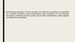 • Microabscesos pequeños con focos necróticos por infiltración leucocitaria y de eosinófilos
en la cápsula de Glisson, estos micorabscesos están constituidos por una infiltración
leucocitaria y cristales de Charcot Leyden, capa de células epitelioideas y células gigantes
con infiltración de eosinófilos.
 