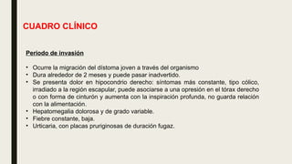 CUADRO CLÍNICO
Periodo de invasión
• Ocurre la migración del dístoma joven a través del organismo
• Dura alrededor de 2 meses y puede pasar inadvertido.
• Se presenta dolor en hipocondrio derecho: síntomas más constante, tipo cólico,
irradiado a la región escapular, puede asociarse a una opresión en el tórax derecho
o con forma de cinturón y aumenta con la inspiración profunda, no guarda relación
con la alimentación.
• Hepatomegalia dolorosa y de grado variable.
• Fiebre constante, baja.
• Urticaria, con placas pruriginosas de duración fugaz.
 